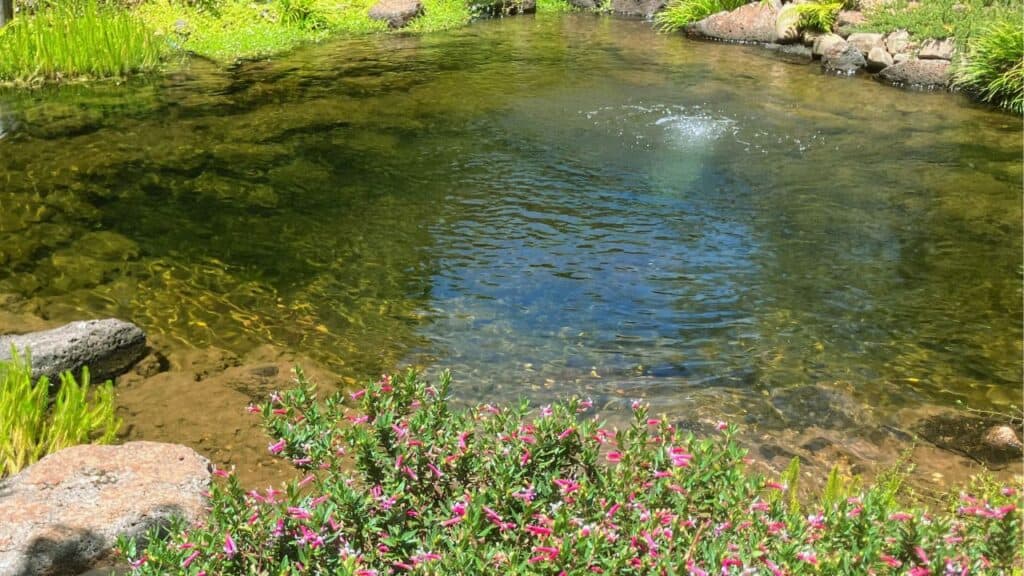 Ozponds- Build and maintain a pond without spending a fortune