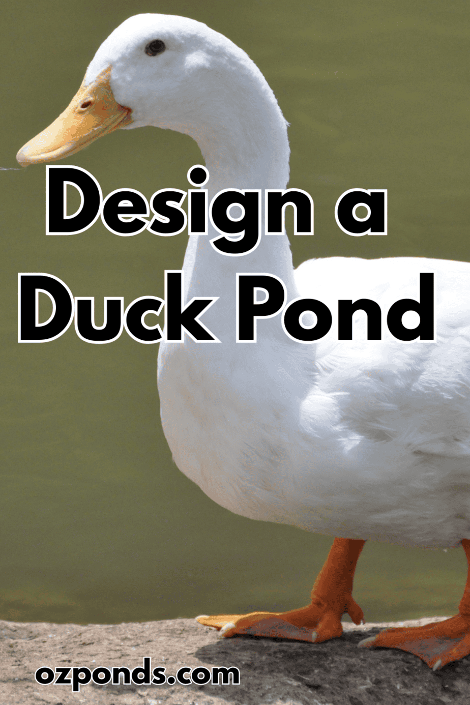 Design a duck pond