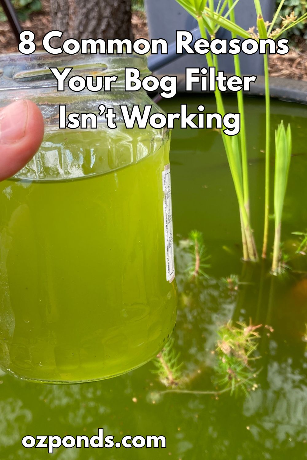 8 Common Reasons Your Bog Filter Isn’t Working