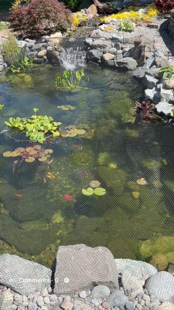 From BioFalls to Bog Filter: Natalie’s DIY Pond Makeover