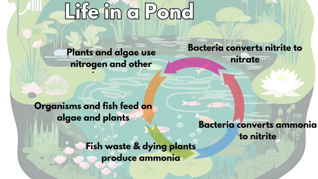 Basic nitrogen cycle in a pond