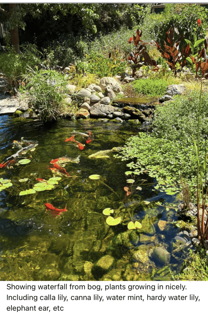 Leslies pond 12 month update