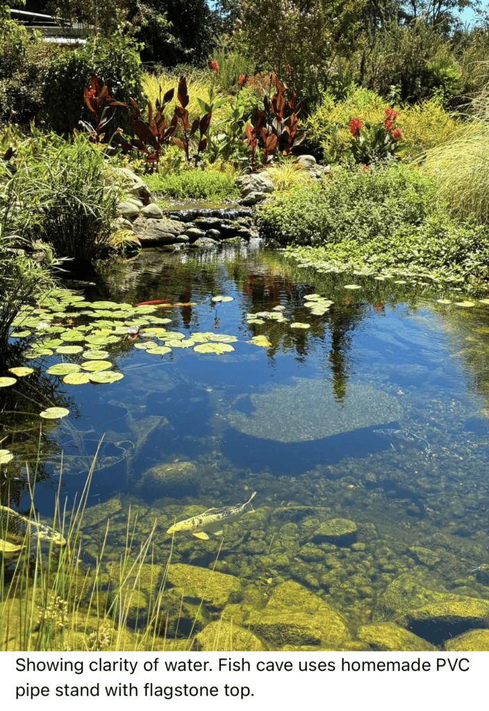 Leslies pond 12 month update