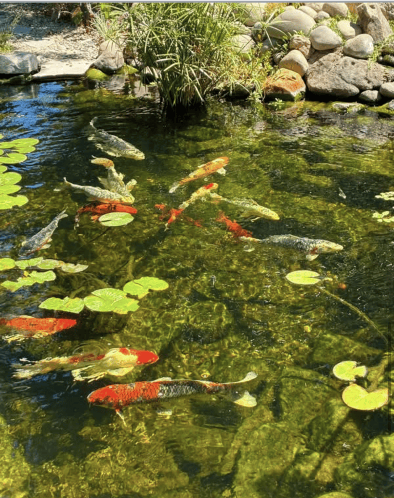 Leslies pond 12 month update