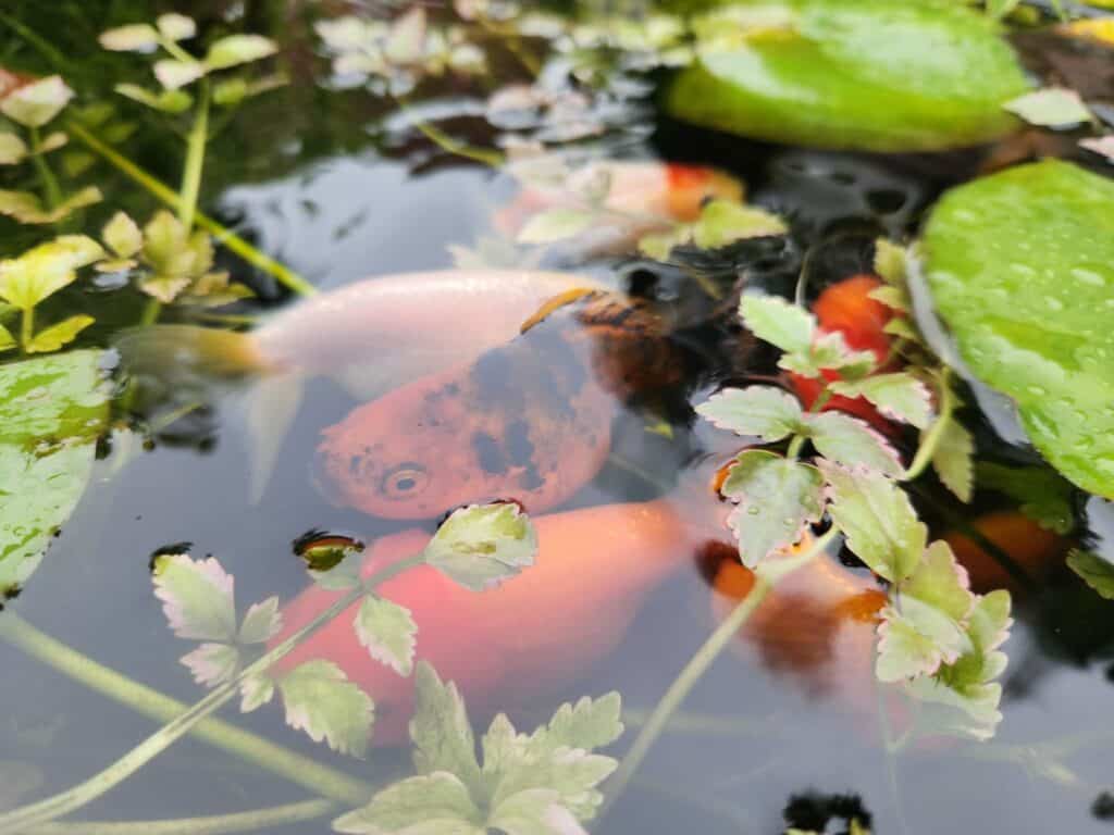 Lukes south Gippsland pond