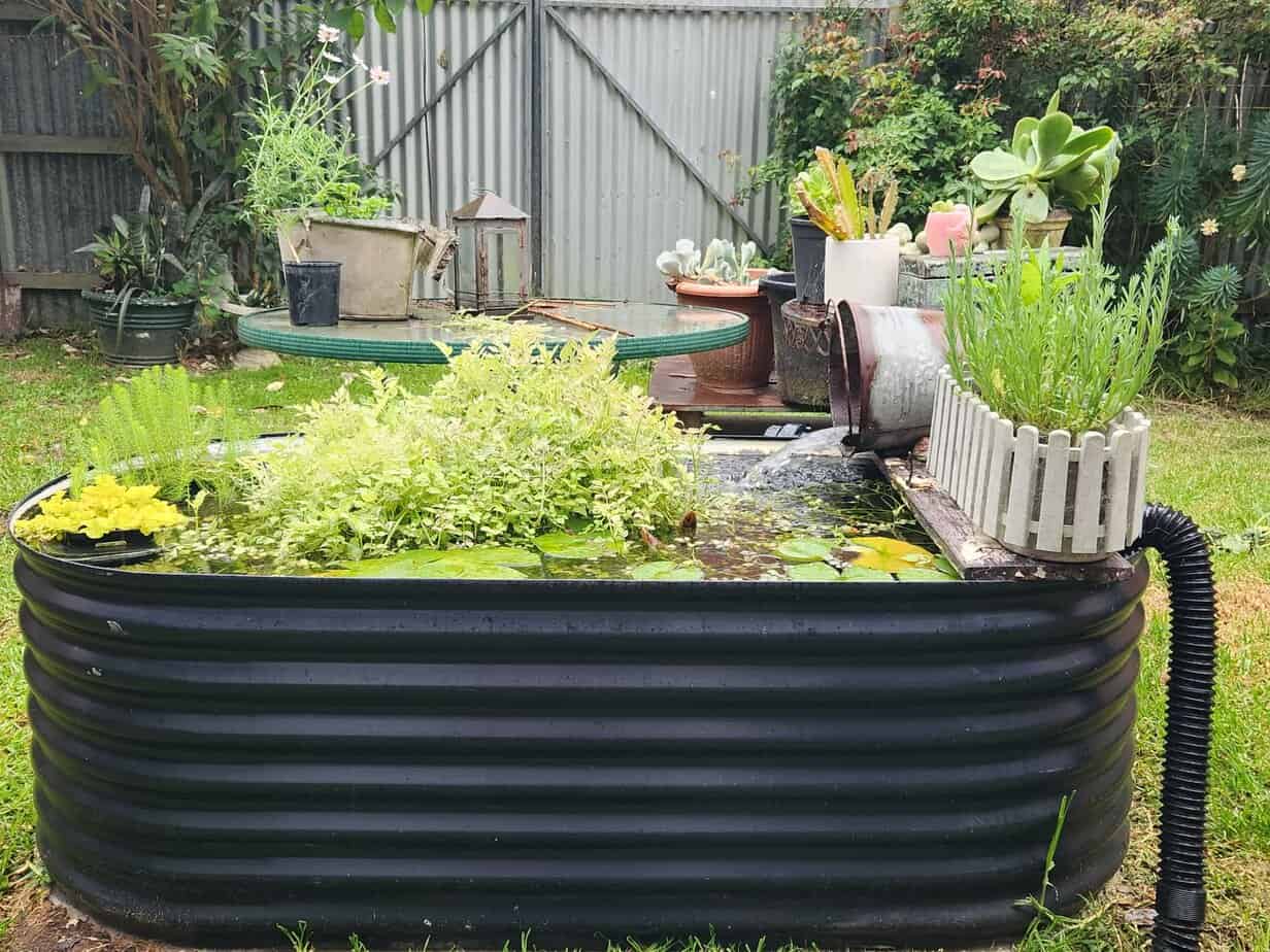 Lukes south Gippsland pond