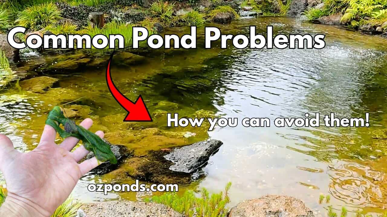 Common Pond Problems