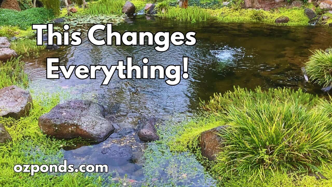 Why Your Pond Will Never Stay Crystal Clear (Until You Understand This)