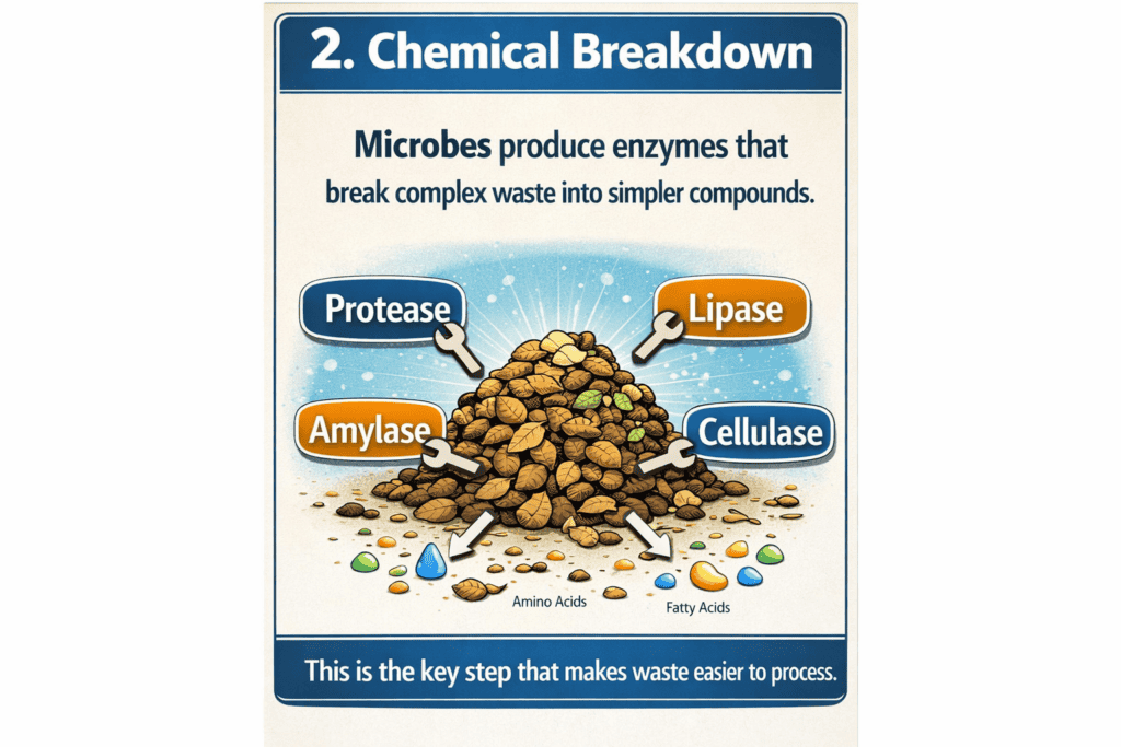 Chemical breakdown of pond waste