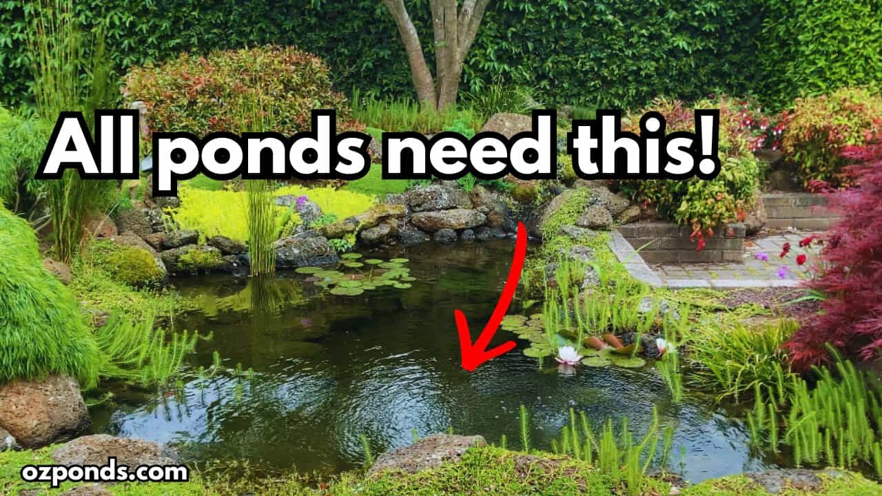 Carbon, Oxygen & Waste: How Natural Pond Filtration Really Works