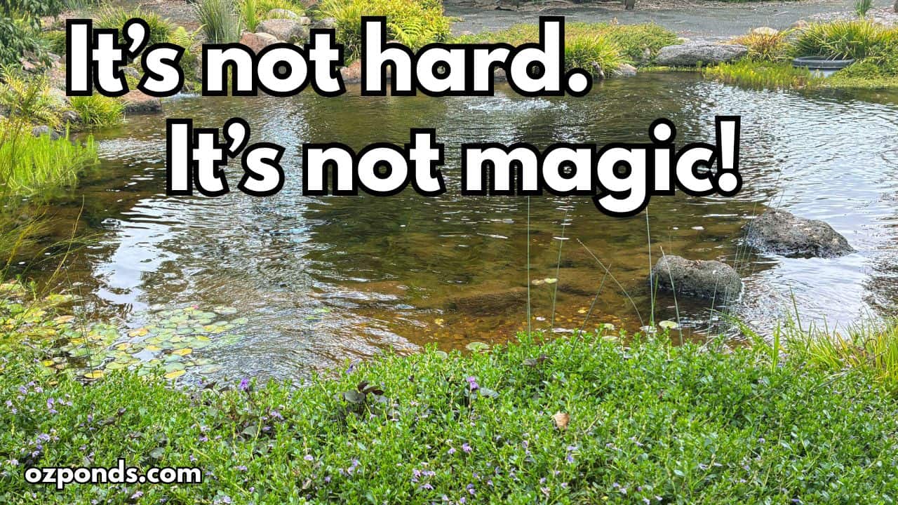 Most Pond Problems Start Here (And It’s Not What You Think)