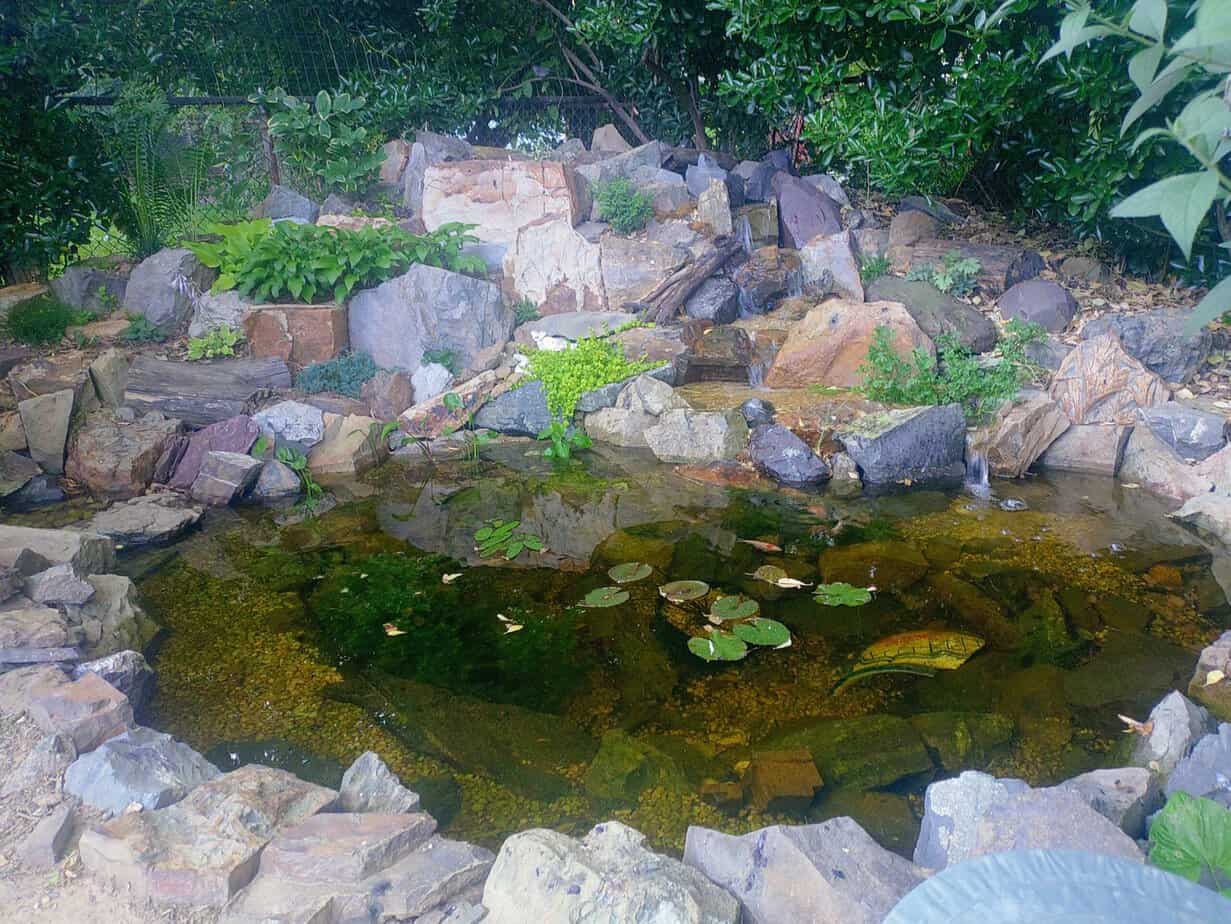 From Dream to Reality: Scott's Backyard Pond Story