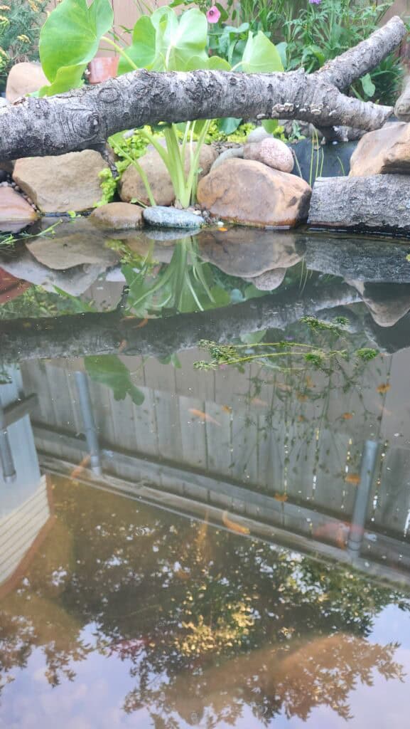 From Bare Dirt to Backyard Pond: A DIY Build in North Texas