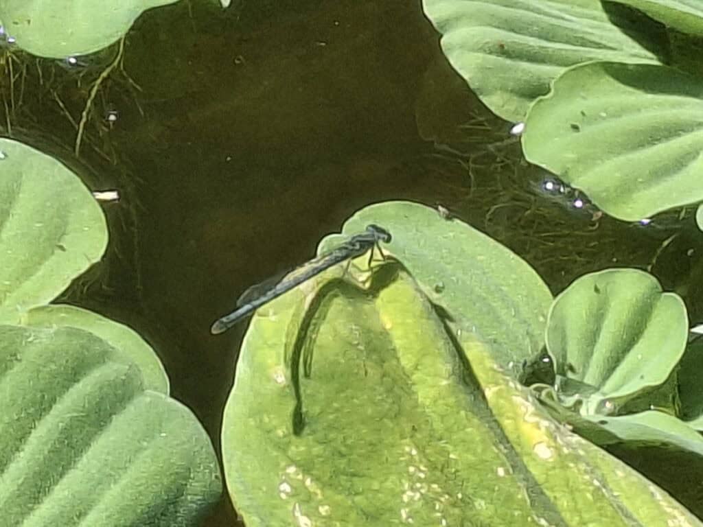 How I Built My Dream Pond After a Brutal Canadian Winter