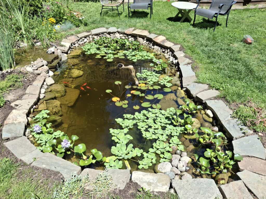 How I Built My Dream Pond After a Brutal Canadian Winter
