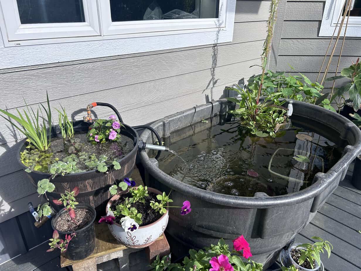 Alla's alaskan pond with bog filter
