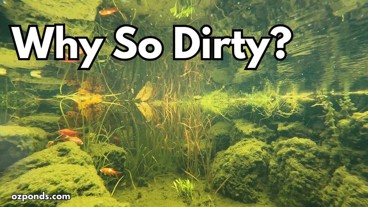 Understanding waste in a backyard pond system