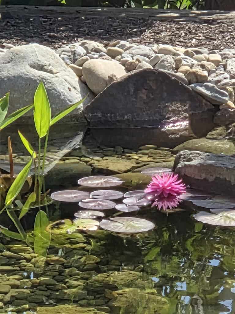 Matts DIY pond Southern Indiana