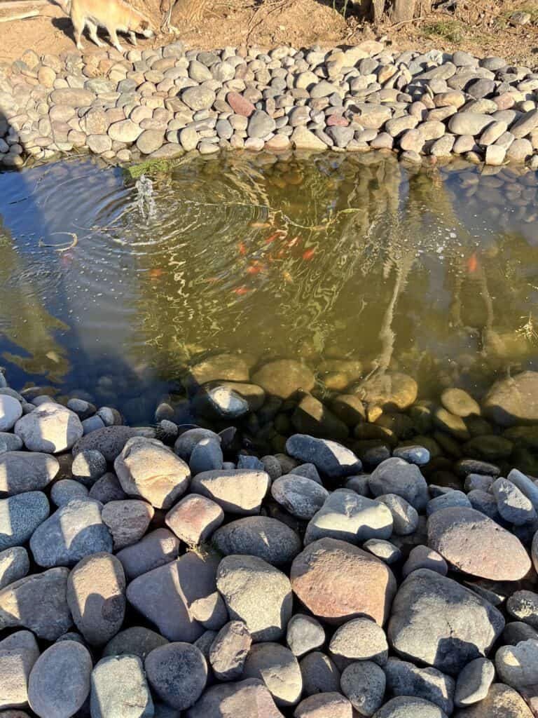 Lee's DIY Pond Phoenix Arizona