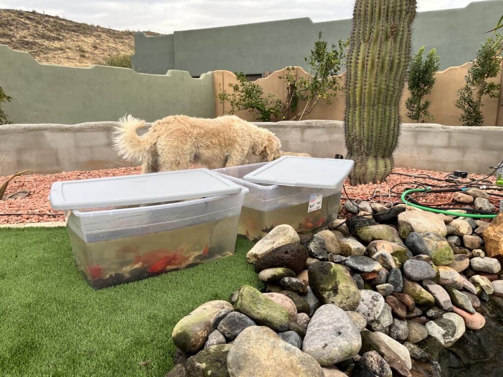 Lee's DIY Pond Phoenix Arizona