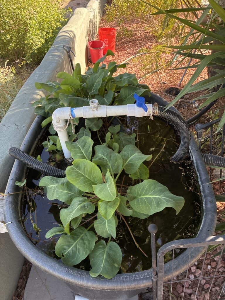 Lee's DIY Pond Phoenix Arizona