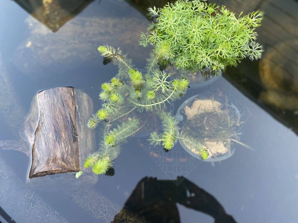 DIY Above-Ground Pond: Judy's 1,500L Pond & Bog Filter