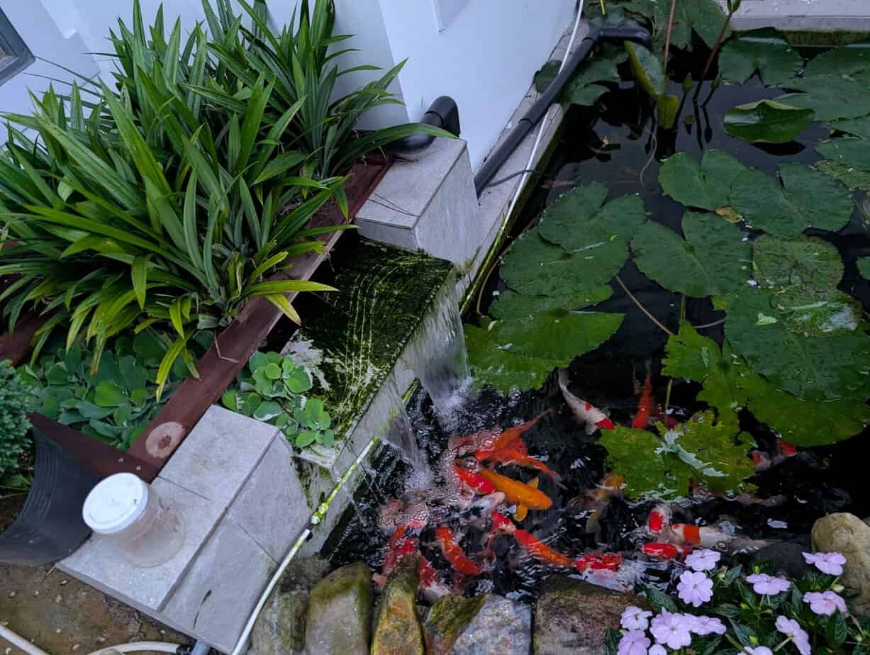 Vietnam Koi pond