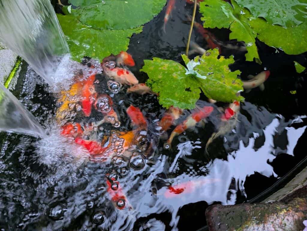 Vietnam Koi pond