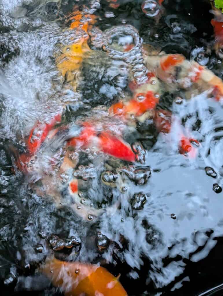 Vietnam Koi pond