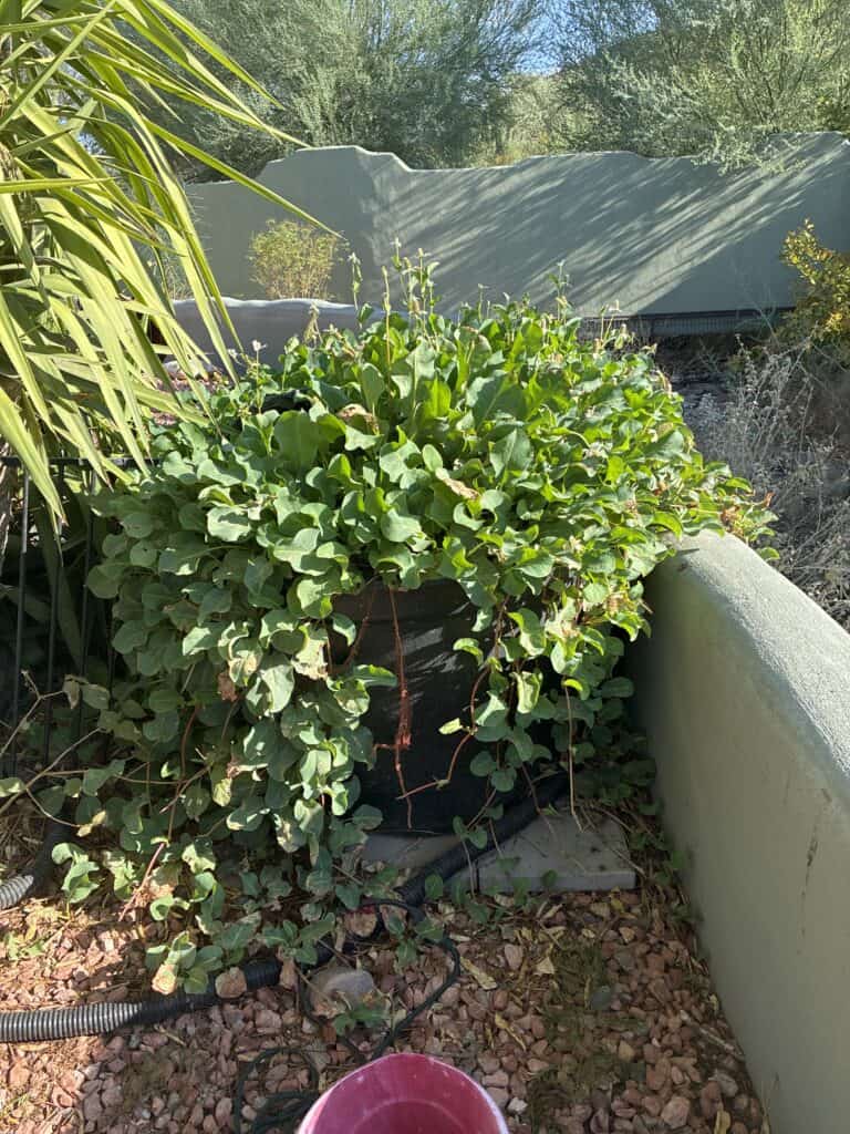 Lee's DIY Pond Phoenix Arizona