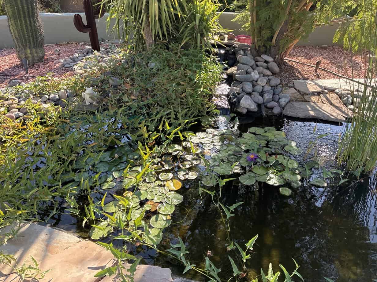 Lee's DIY Pond Phoenix Arizona